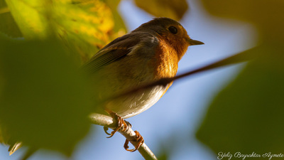Kızılgerdan - Erithacus rubecula kuş fotoğrafı