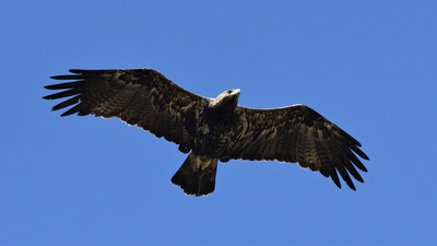 Şah Kartal