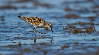 Küçük kumkuşu (Calidris minuta) - Muğla / Bodrum kuş fotoğrafı