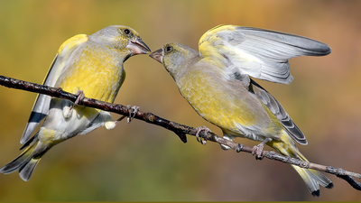 Florya - Chloris chloris kuş fotoğrafı