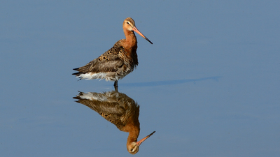 Çamurçulluğu - Limosa limosa kuş fotoğrafı