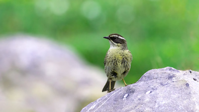 Sürmeli Dağbülbülü (Prunella ocularis) - Kayseri / Yahyalı kuş fotoğrafı