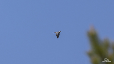 Tahtalı (Columba palumbus) - Bolu / Dörtdivan kuş fotoğrafı
