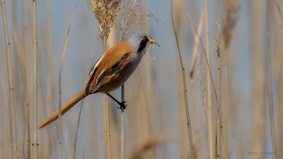 Bıyıklı Baştankara - Panurus biarmicus kuş fotoğrafı