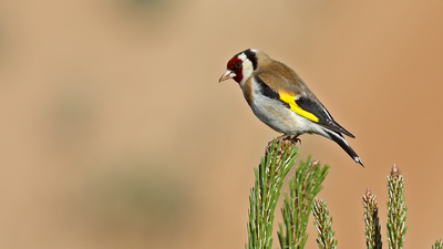 Saka - Carduelis carduelis kuş fotoğrafı