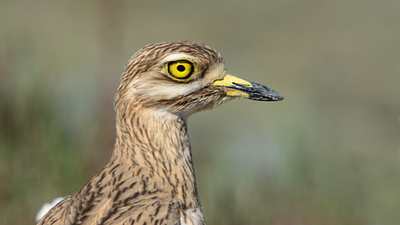 Kocagöz - Burhinus oedicnemus kuş fotoğrafı