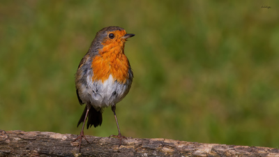 Kızılgerdan - Erithacus rubecula kuş fotoğrafı