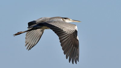 Gri Balıkçıl (Ardea cinerea) - İzmir / Çeşme kuş fotoğrafı
