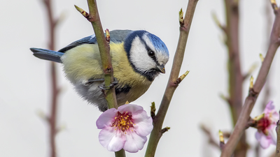 Mavi Baştankara - Cyanistes caeruleus kuş fotoğrafı