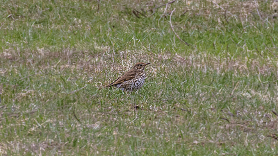 Ökse ardıcı (Turdus viscivorus) - Ankara / Kızılcahamam kuş fotoğrafı