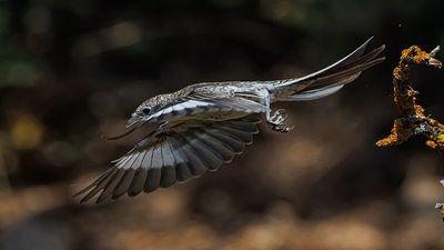 Kızılsırtlı Örümcekkuşu (Lanius collurio) - Isparta / Eğirdir kuş fotoğrafı