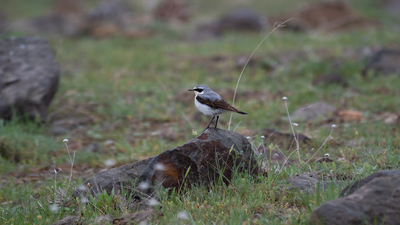 Kuyrukkakan (Oenanthe oenanthe) - Ankara / Gölbaşı kuş fotoğrafı