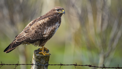 Şahin - Buteo buteo kuş fotoğrafı