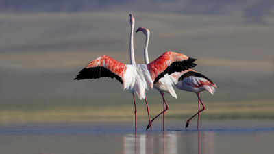 Flamingo