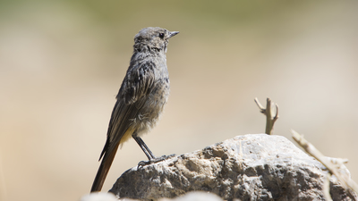 Kara kızılkuyruk (Phoenicurus ochruros) - Kayseri / Yahyalı kuş fotoğrafı