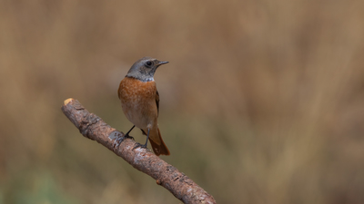 Kızılkuyruk (Phoenicurus phoenicurus) - Bilecik / Bozüyük kuş fotoğrafı