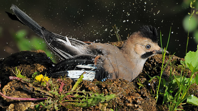 Alakarga (Garrulus glandarius) - Denizli / Merkezefendi kuş fotoğrafı