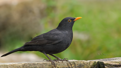 Karatavuk - Turdus merula kuş fotoğrafı