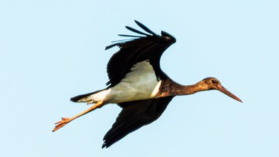 Kara Leylek - Ciconia nigra kuş fotoğrafı