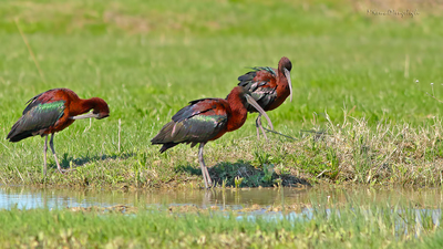 Çeltikçi (Plegadis falcinellus) - Erzurum / Aziziye kuş fotoğrafı