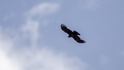 Kırmızıgagalı dağ kargası (Pyrrhocorax pyrrhocorax) - Ağrı / Doğubayazıt kuş fotoğrafı