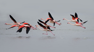 Flamingo
