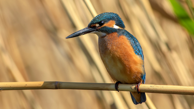 Yalıçapkını - Alcedo atthis kuş fotoğrafı