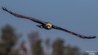 Saz Delicesi (Circus aeruginosus) - KKTC / Lefkoşa kuş fotoğrafı