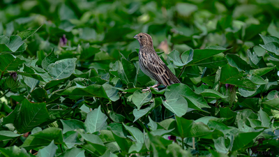 Tarla Çintesi - Emberiza calandra kuş fotoğrafı