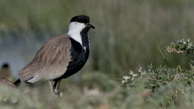 Mahmuzlu kızkuşu (Vanellus spinosus) - Mersin / Silifke kuş fotoğrafı