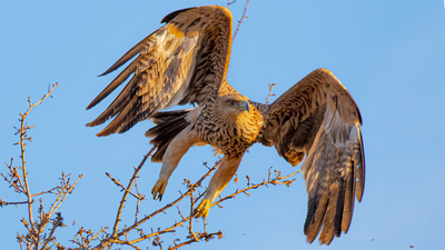 Şah Kartal - Aquila heliaca kuş fotoğrafı