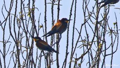 Arıkuşu - Merops apiaster kuş fotoğrafı