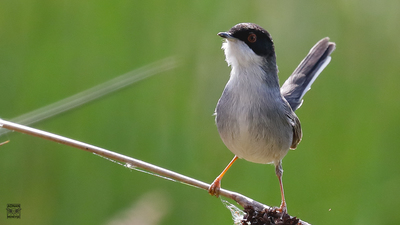 Maskeli Ötleğen - Curruca melanocephala kuş fotoğrafı