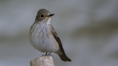 Benekli sinekkapan (Muscicapa striata) - Şırnak / Silopi kuş fotoğrafı