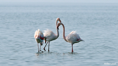 Flamingo