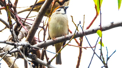 Ağaç serçesi (Passer montanus) - Kırklareli / Merkez kuş fotoğrafı