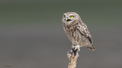 Kukumav - Athene noctua kuş fotoğrafı