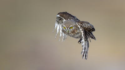 Kukumav - Athene noctua kuş fotoğrafı