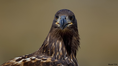 Akkuyruklu Kartal - Haliaeetus albicilla kuş fotoğrafı