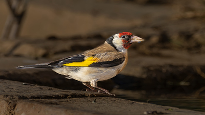 Saka (Carduelis carduelis) - Burdur / Merkez kuş fotoğrafı