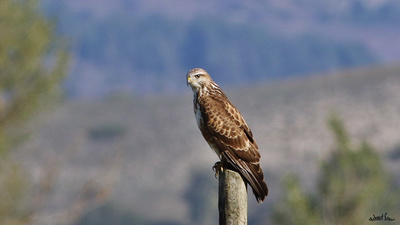 Kızıl Şahin