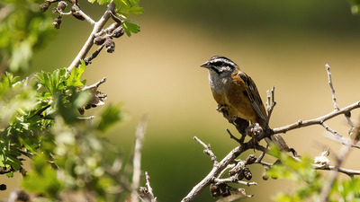 Kaya Çintesi - Emberiza cia kuş fotoğrafı