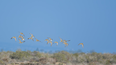Altın Yağmurcun - Pluvialis apricaria kuş fotoğrafı