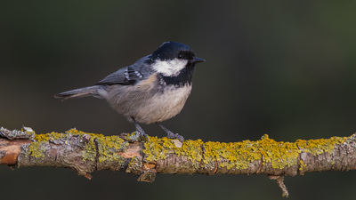 Çam Baştankarası - Periparus ater kuş fotoğrafı