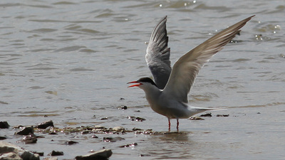 Sumru - Sterna hirundo kuş fotoğrafı