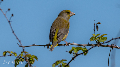 Florya - Chloris chloris kuş fotoğrafı