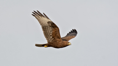 Kızıl Şahin - Buteo rufinus kuş fotoğrafı