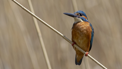 Yalıçapkını - Alcedo atthis kuş fotoğrafı