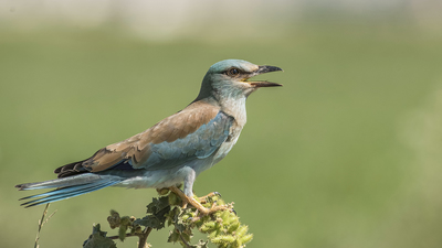 Gökkuzgun - Coracias garrulus kuş fotoğrafı