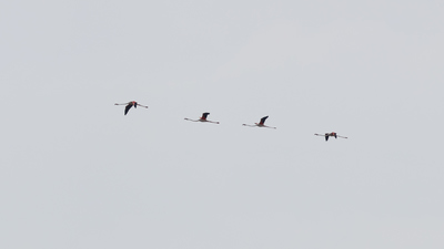 Flamingo